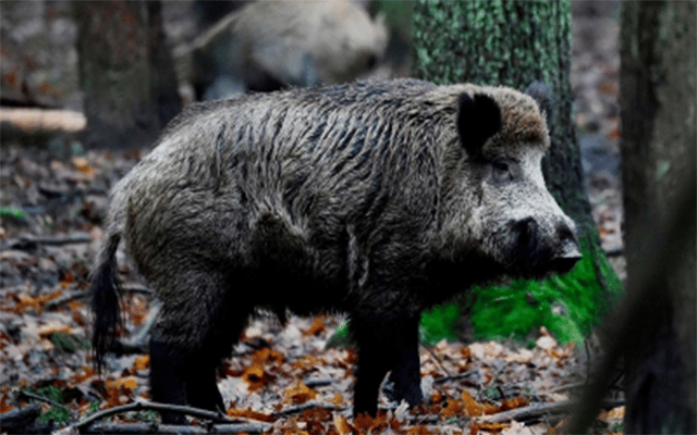 Anthrax detected in dead wild pigs in Kerala's Athirapally