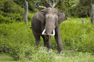 Elephas maximus Bandipur
