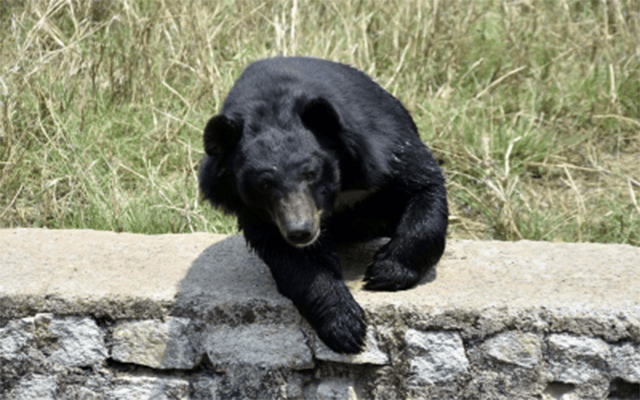 Four injured in bear attack in JKs Pulwama
