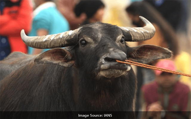 Shamli police orders DNA test of stolen buffalo