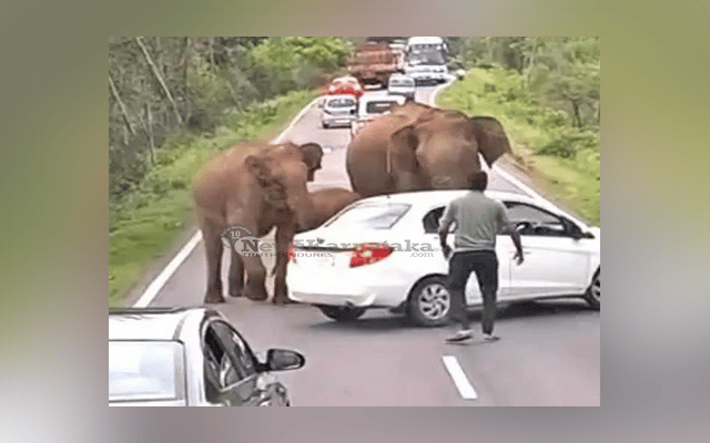 elephant attacks cars in chamarajanagara