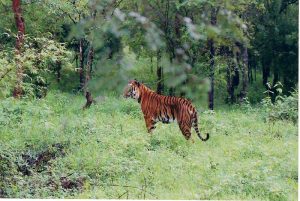 800px Indian Tiger at Bhadra wildlife sanctuary