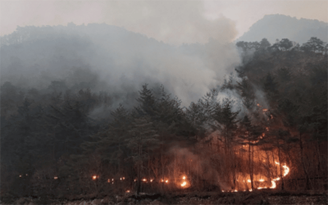 Couple dies fleeing wildfire in Portugal