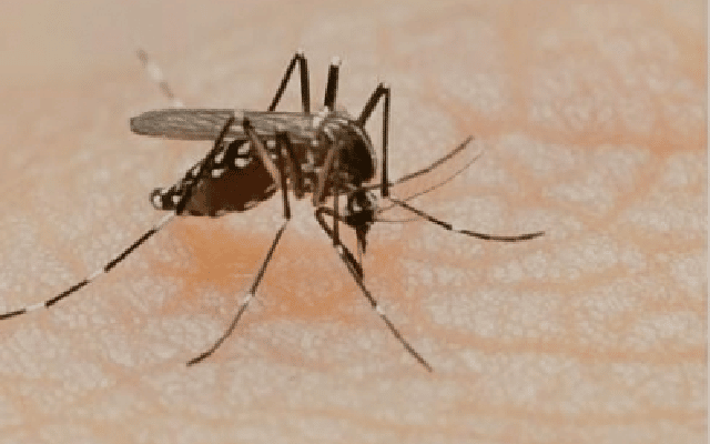 dengue in pak