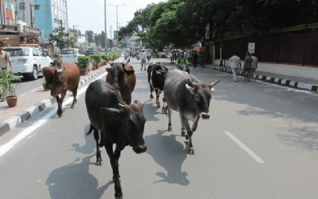 on highways due to stray cattle