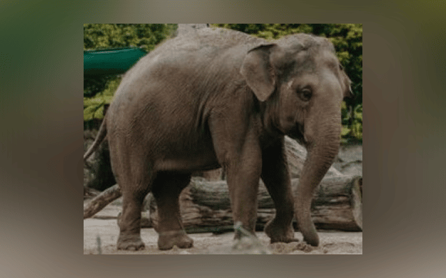Mangaluru: Wild elephant attack in Ichlampady, one injured