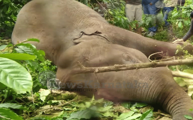 elephant electrocuted in mysuru