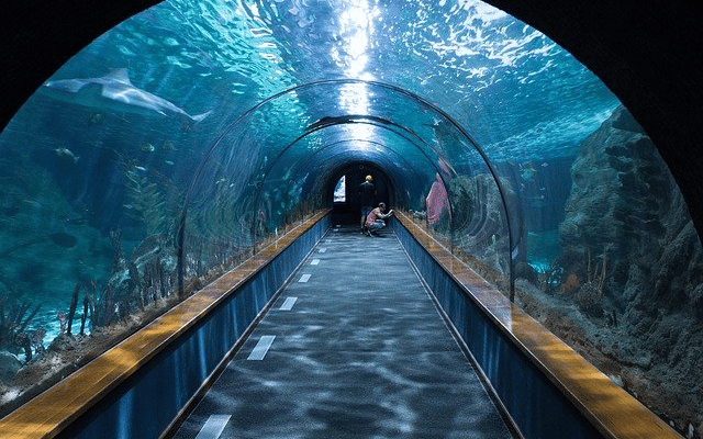 Bengaluru: City to get tunnel aquarium at Cubbon Park