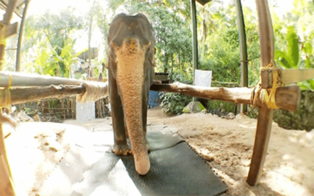 88-yr-old 'Tara' hogs limelight on World Elephant Day