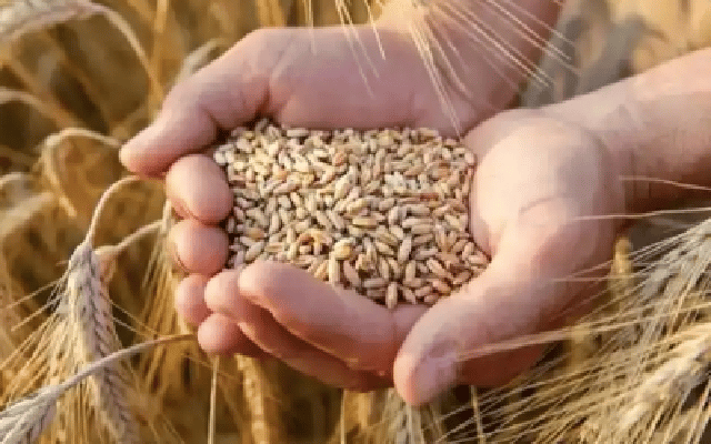 Delhi: Wheat, rice procurement at comfortable levels, says Centre