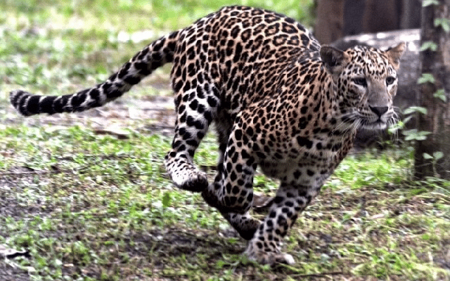 leopard spotted