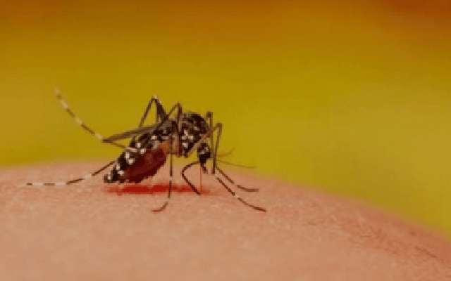 Dengue cases rise in Bihar | Azad Times