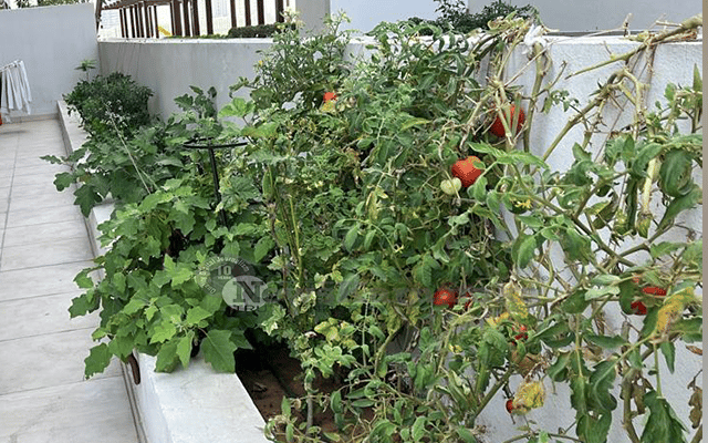 vishwanath shetty organic garden 
