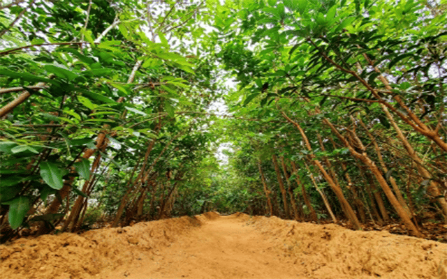 Coimbatore forest division plants 14 lakh saplings in 9 years