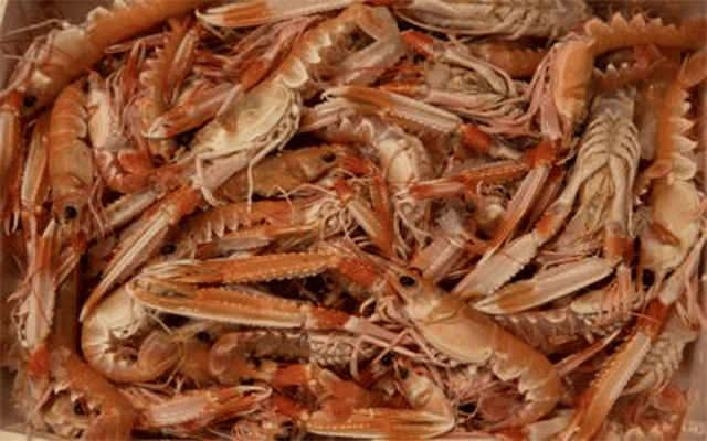 Haryana sees record production of 2,900 tons of shrimp