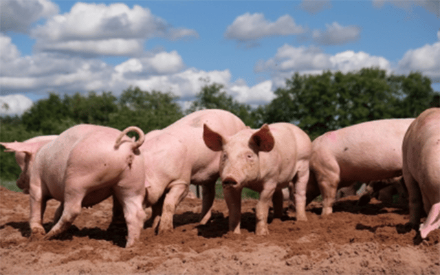 S.Korea reports new African swine fever case