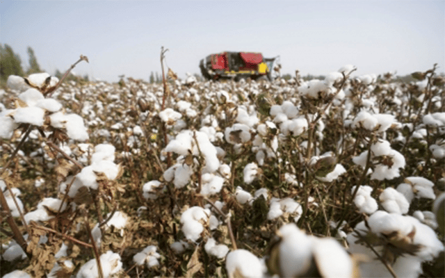 Texas faces worst cotton harvest in years due to drought, heat