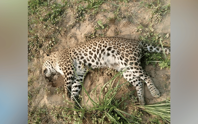 leopard found dead