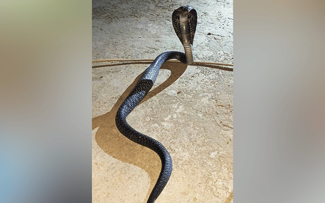 snake j-kills sadhu