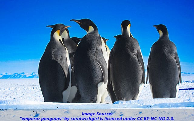 Can the Endangered Species Act protection save Emperor penguins