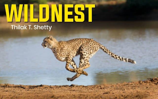 Cheetah, the fastest land animal