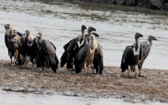 'Tagged' vultures in Rajasthan leave people puzzled
