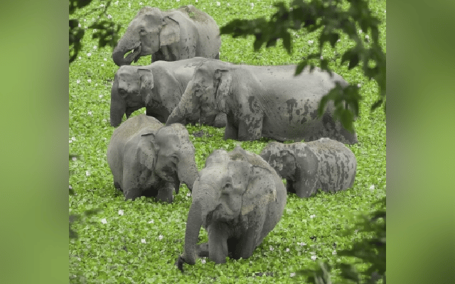 incurred heavy crop losses due to the elephant menace,