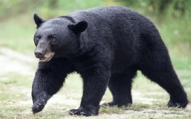 Tumakuru: Farmer injured in bear attack at Dasenalli