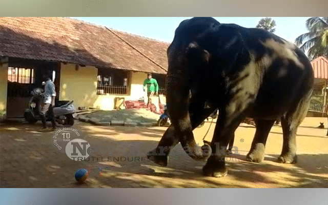 elephant plays with football 1
