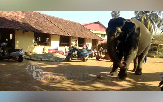 elephant plays with football 2