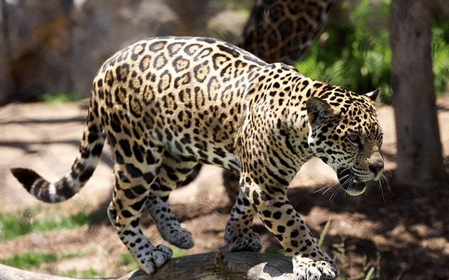 Mangaluru: Wild leopards spotted near Shibaroor