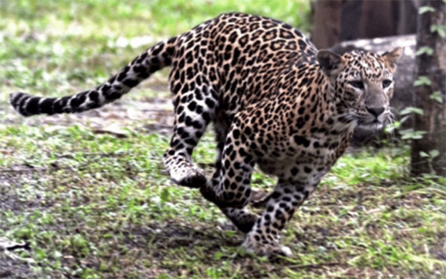 Karwar: Female leopard dies unnaturally on road