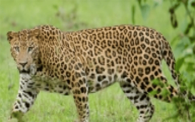 Mangaluru: Leopard enters hut, kills cattle