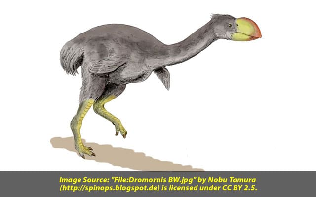 Bones of giant extinct thunderbirds reveal how they grew
