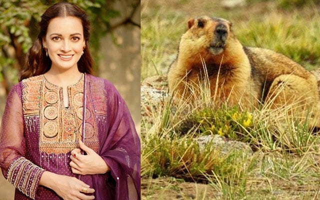 Dia Mirza shares sighting of Himalayan Marmot during film shoot