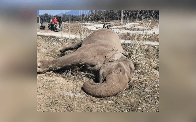 Chamarajanagara: Female elephant dies of electrocution