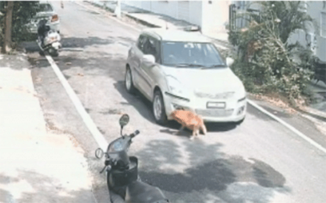 Man crushes stray dog with car, Police launch manhunt