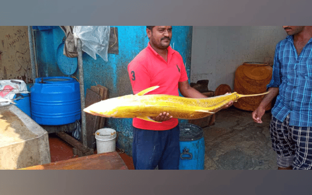 Huge golden seer fish