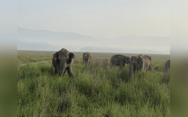TN forms two expert panels to identify new elephant corridors