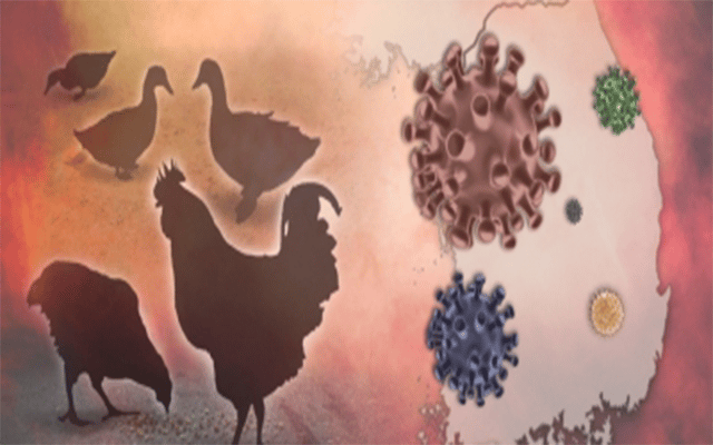 Israel detects bird flu outbreak at northern petting zoo