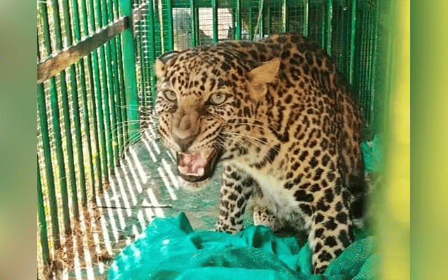 Mysuru: Forest Officials catch leopard