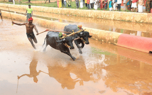 Kambala runner now to play lead in movies
