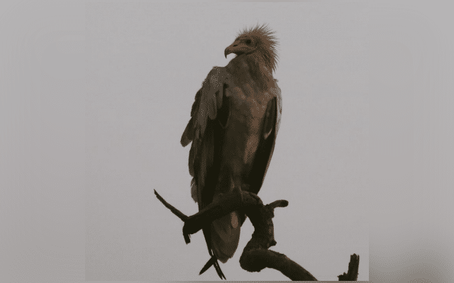 Synchronised vulture survey