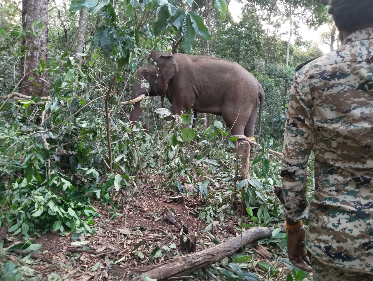 Mangaluru : Forest Department successfully captures wild elphant