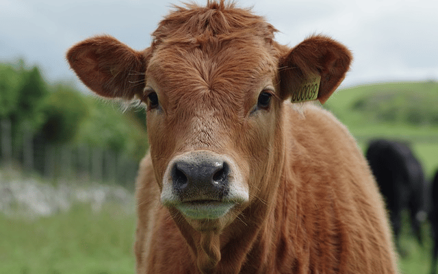 cow-pixabay