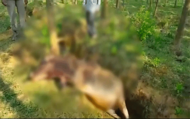 Mysuru: Cow dies in tiger attack