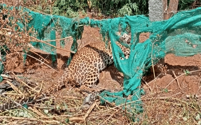 Mysuru: Leopard caught in snare trap, dies