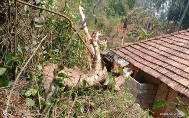 Mangaluru: Man injured after tree falls on his house