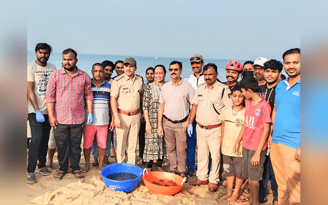 Karawar: Sea turtles released at Devbagh beach
