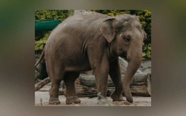 Chennai: Wild elephant tramples two men to death in TN